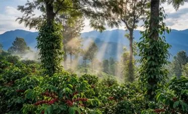coffee estate chikmagalur