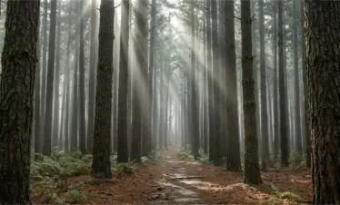 pine forest ooty
